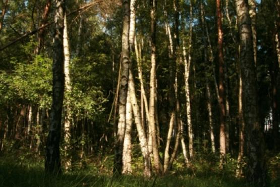 Přírodní rezervace Děvín