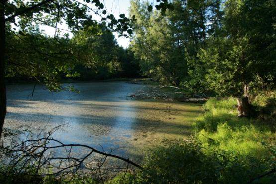 Přírodní památka U Sedmi rybníků