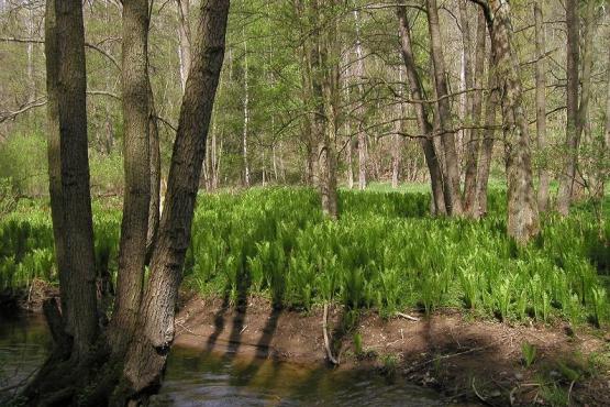PP Pod Šipínem niva s Pérovníkem pštrosím
