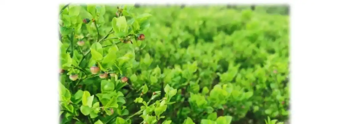 Zpravodaj Euregia Egrensis - jaro 2021